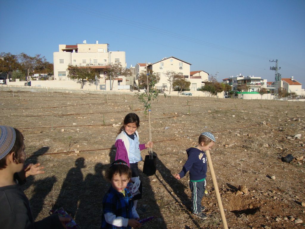 Naftali Spodek and friends plant a tree in Geva Binyamin / Yishuv Adam